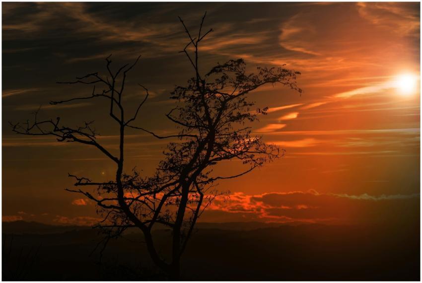 Silhouette of a tree against a vivid sunset sky, i