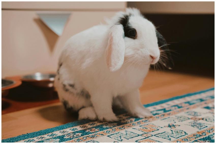 Charming Holland Lop rabbit with black and white f