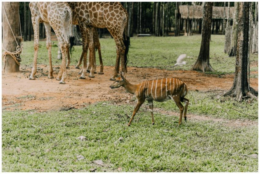 Nyala and giraffes roaming in a lush wildlife sanc
