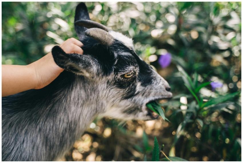 A young goat being petted by a child outdoors, sur