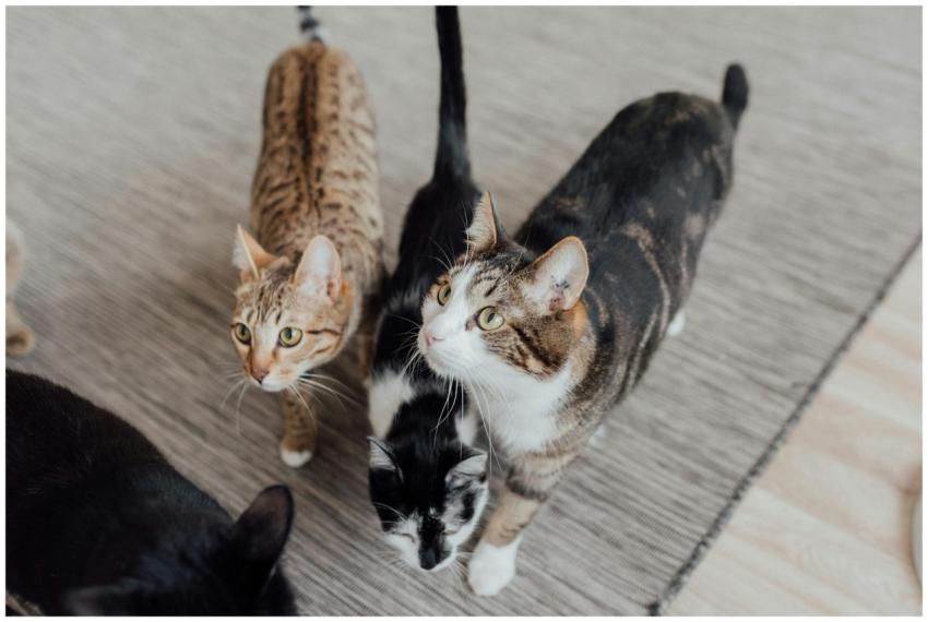 Four domestic cats standing on a carpet indoors, l