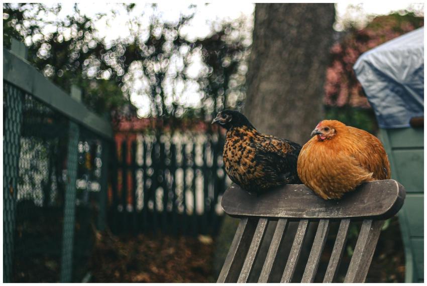 Two chickens with vibrant plumage resting on a woo