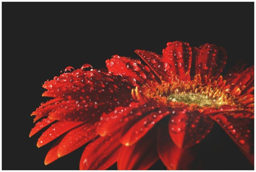 Vibrant red gerbera flower covered in dew, showcas