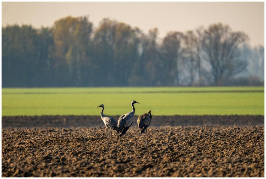 Cranes Plowed Field Garesnica