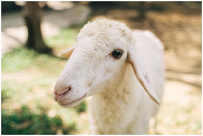 A close-up shot of a curious white sheep standing