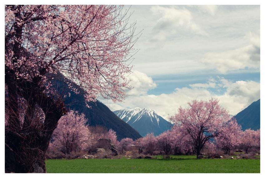 Lin Zhi Tibet Snow Mountain Peach Blossom