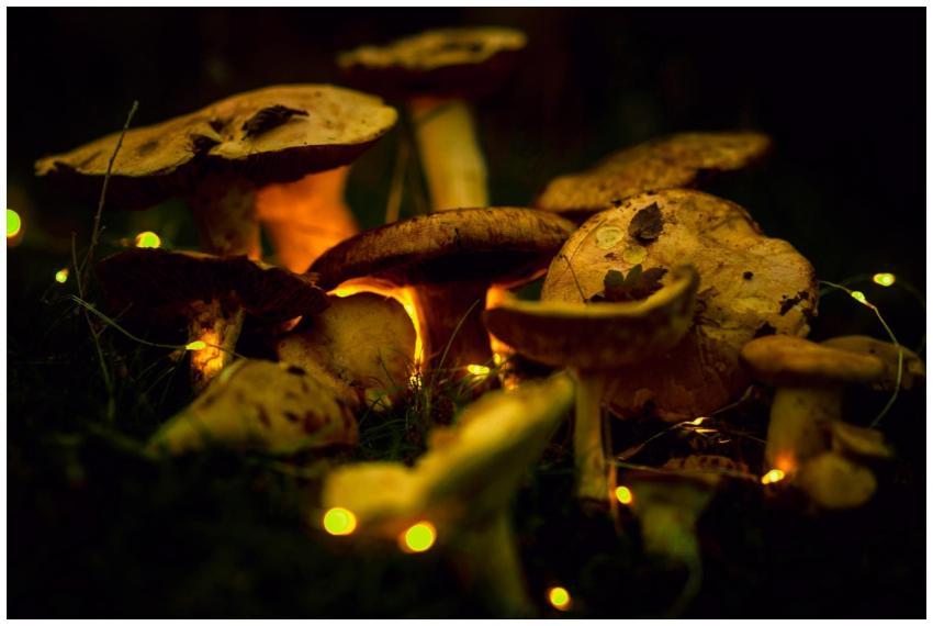 Enchanting scene of mushrooms glowing with fairy l