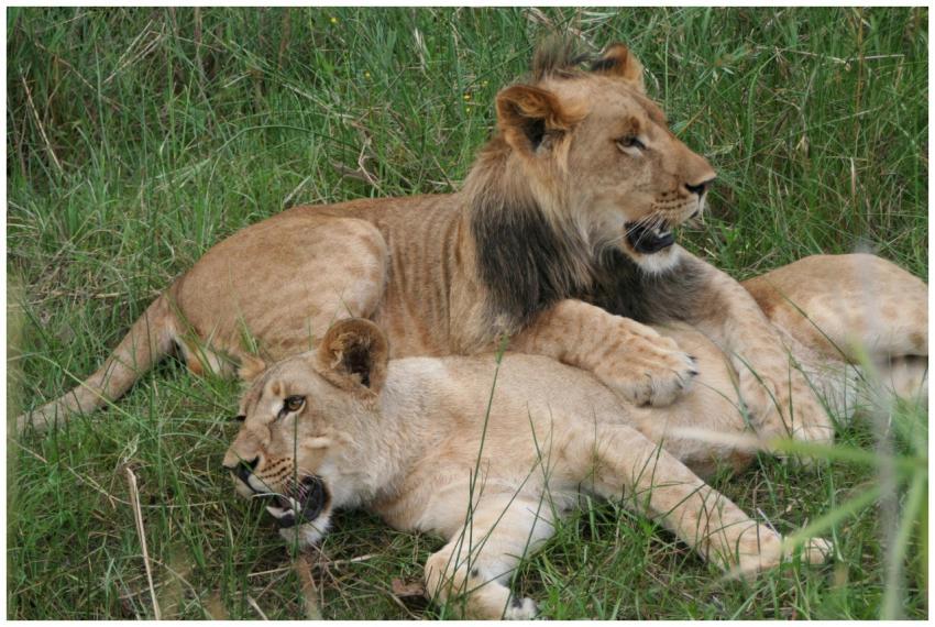 A pair of lions resting together in a serene grass