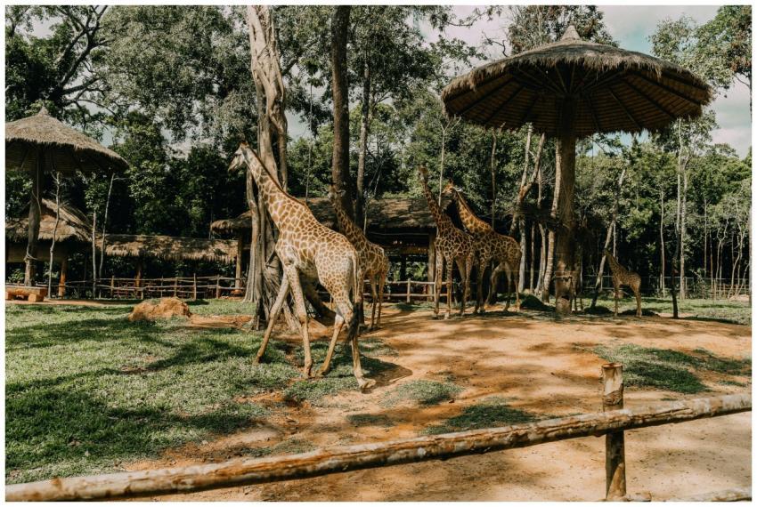 A group of giraffes enjoying their outdoor habitat