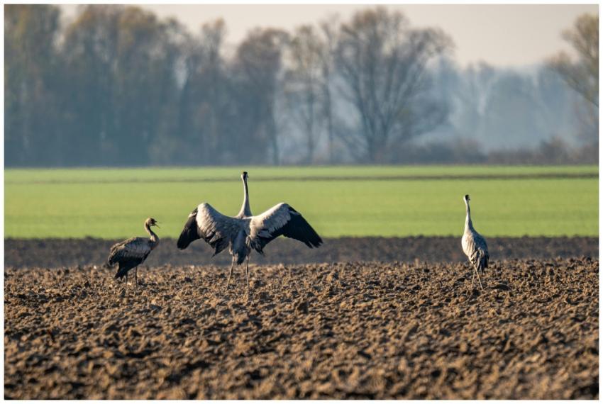 Cranes Plowed Field Garesnica