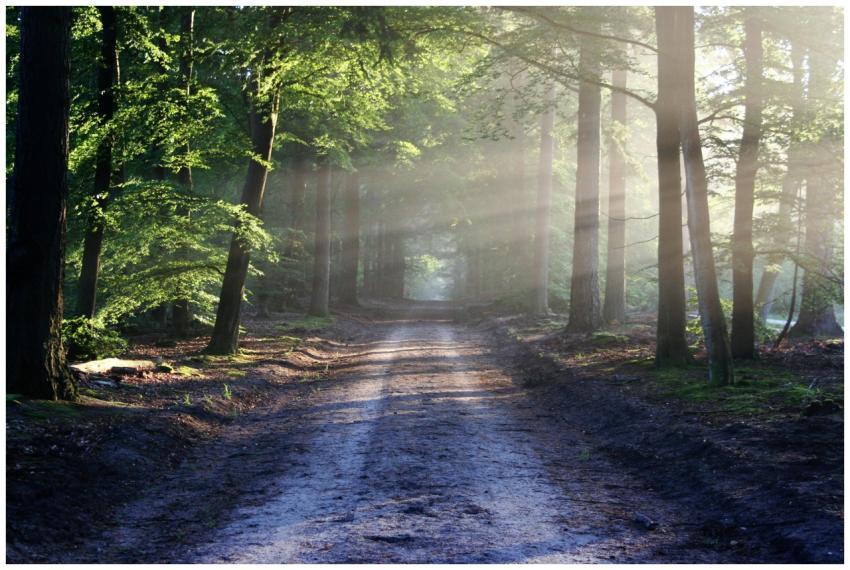 Peaceful forest pathway with sunrays filtering thr