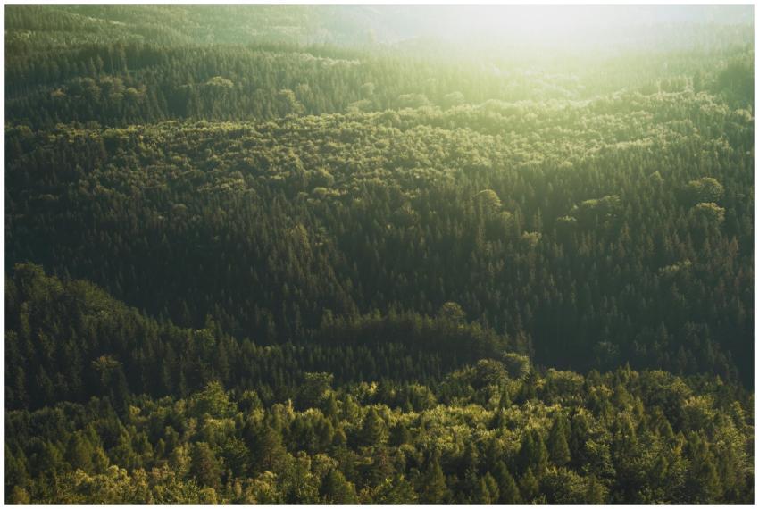 Aerial view of a vast evergreen forest bathed in s