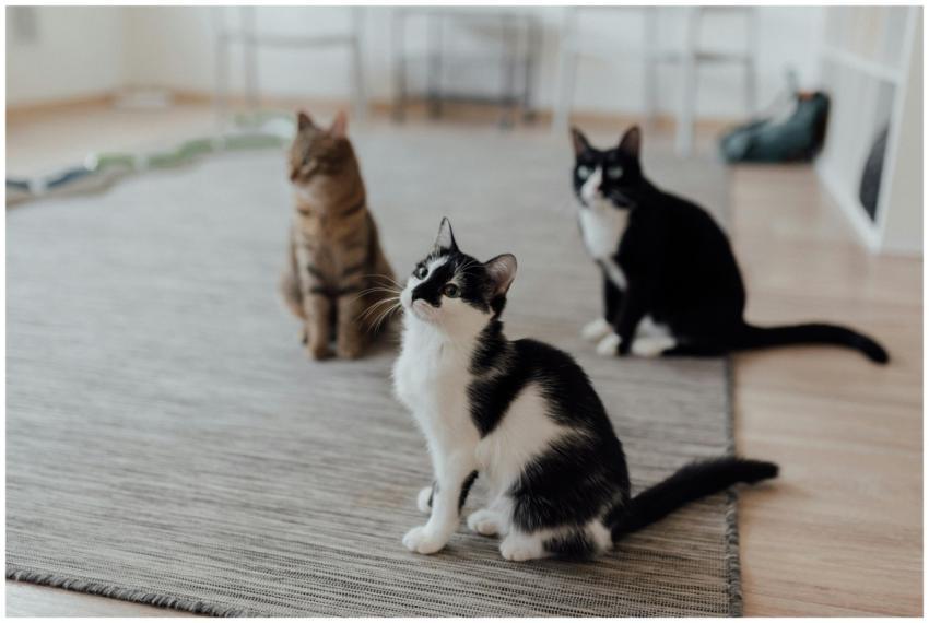 Three domestic cats sitting attentively on a rug i