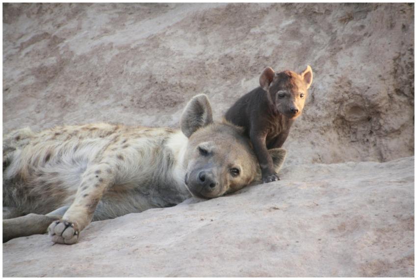 Heartwarming image of a mother hyena with cub rest