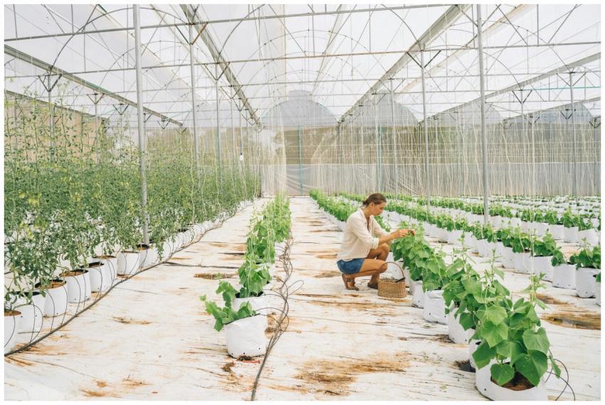 A young woman tends to plants in a sunny greenhous