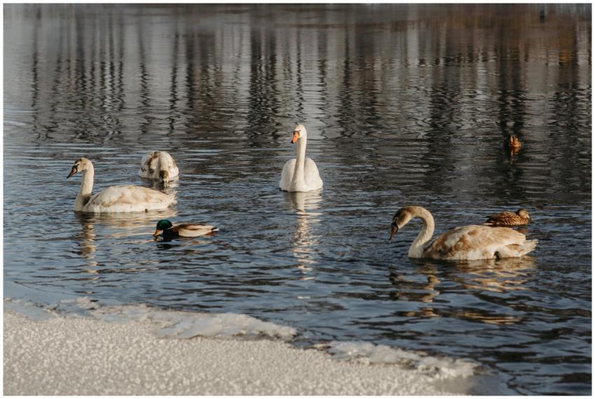 A peaceful scene of swans and ducks swimming on a