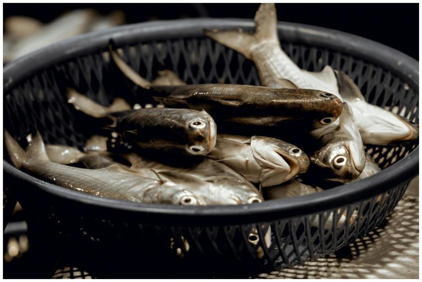 A close-up of fresh fish in a basket at a market i