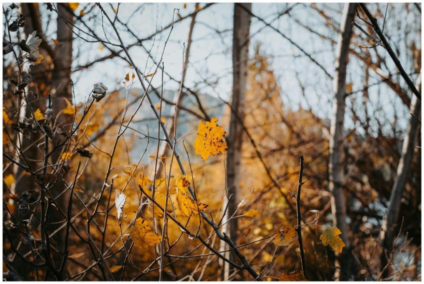 Golden Autumn Leaves Forest