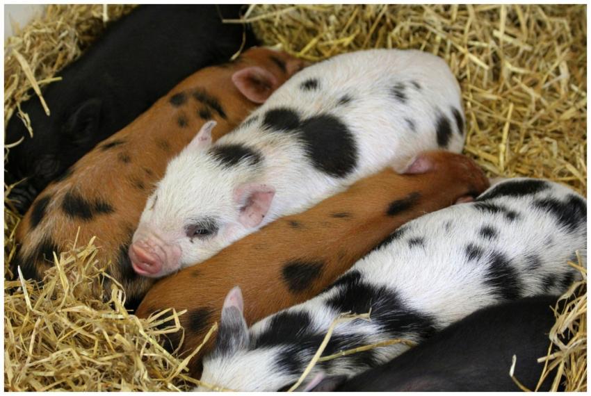 Adorable piglets resting on straw, showcasing rura
