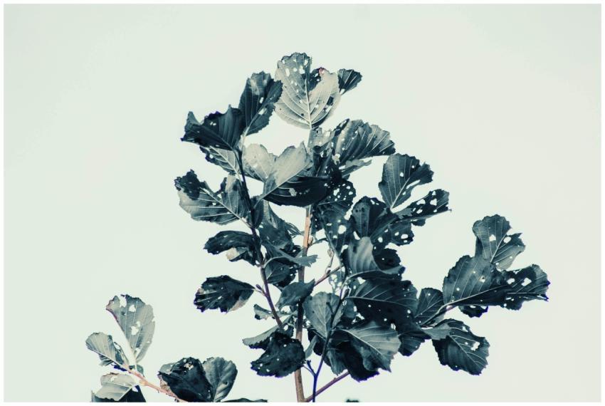 A high-contrast artistic image capturing leaves ag