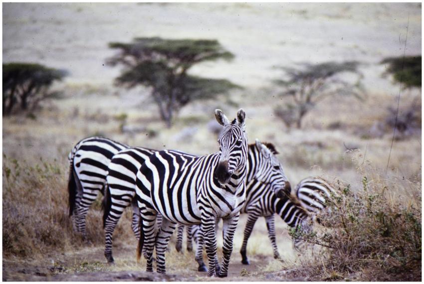 Group of zebras grazing in the sunlit savanna, sho