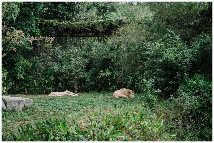 Two lions resting in a lush, green zoo habitat sur