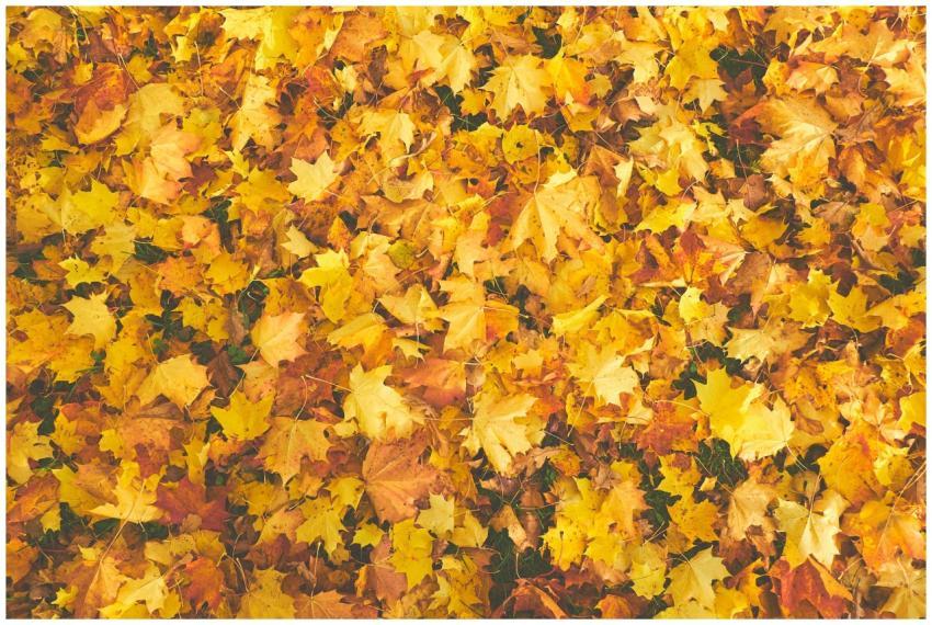 Bright collection of autumn maple leaves in vibran