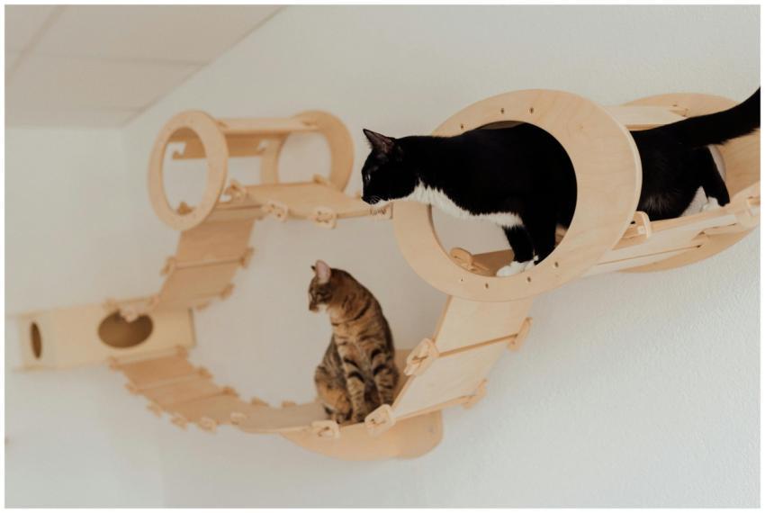Two playful cats exploring an innovative indoor wo