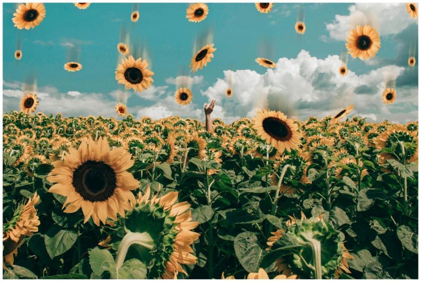 Vibrant sunflower field with falling sunflowers un