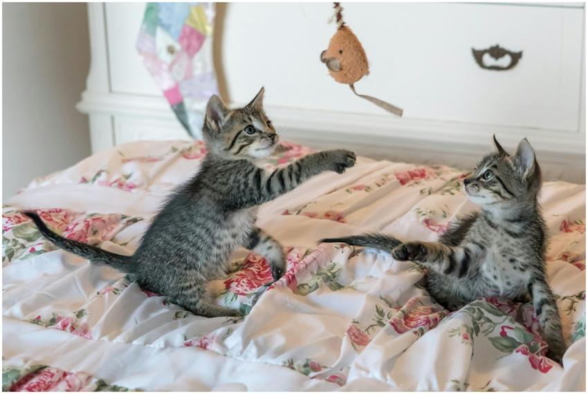 Two tabby kittens play with a toy on a floral comf