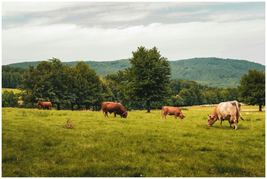 Free stock photo of agricultural, agricultural are