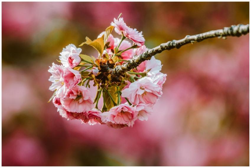 Beautiful close-up of pink cherry blossoms on a br