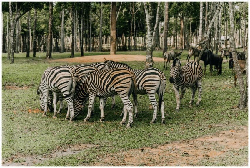 A group of zebras grazing in the forest of a safar