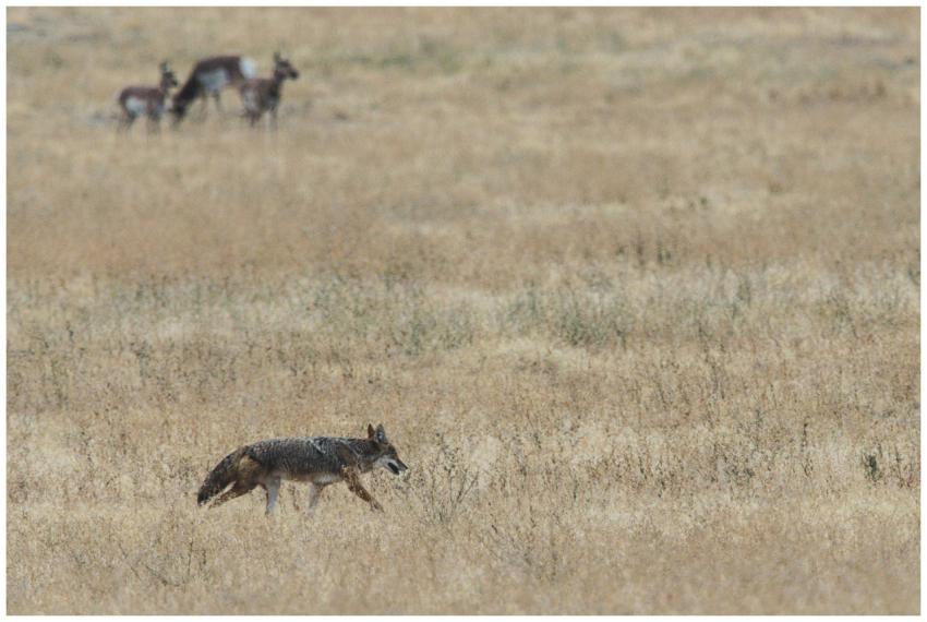 Coyote strolling through a vast grassland while ob