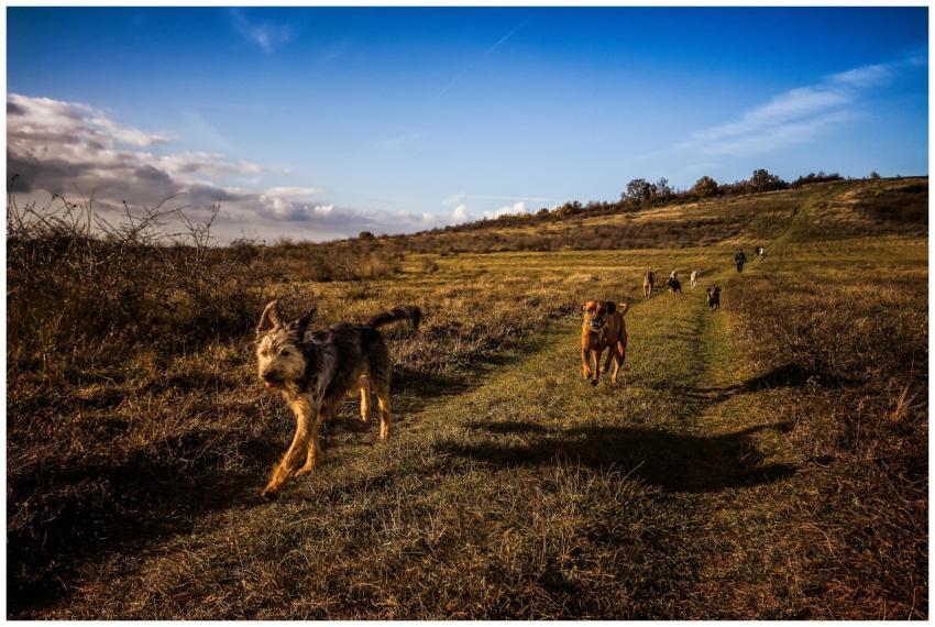 A pack of dogs enjoying a run in a grassy field un
