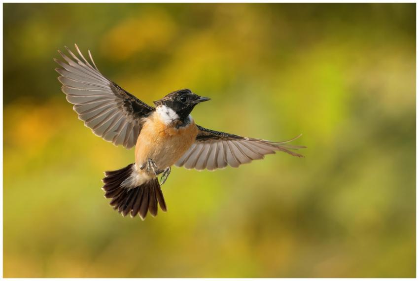 A European stonechat bird gracefully flying with w