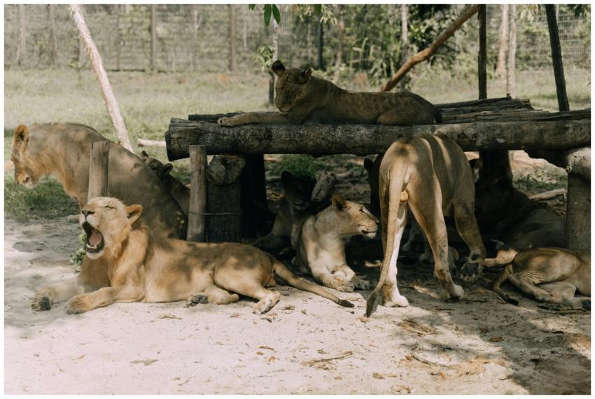 A pride of lions relaxing under a wooden shelter i