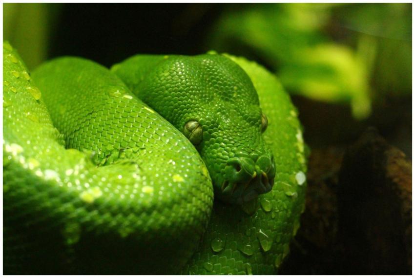 Detailed shot of a vibrant green tree python coile