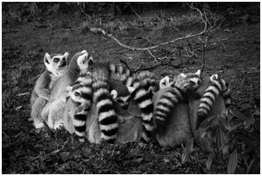 A group of ring-tailed lemurs huddle together in a