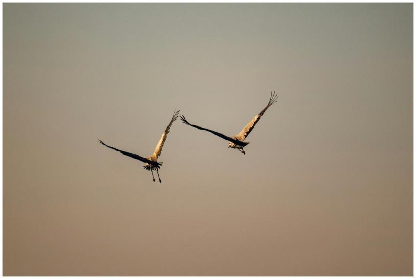 Majestic Cranes Soaring Sunset