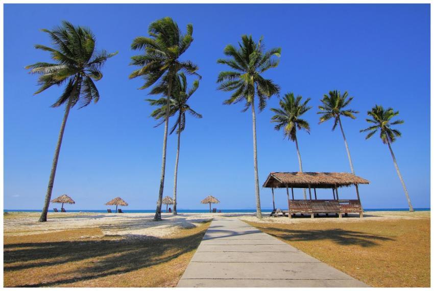 A picturesque tropical beach scene with tall palm