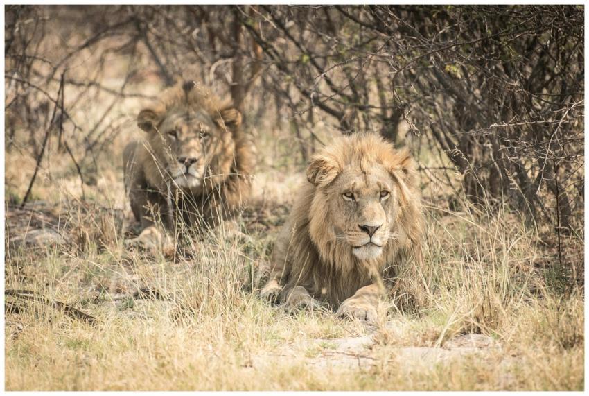 Two majestic lions relaxing in the African savanna
