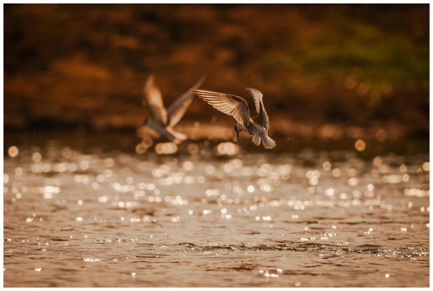 Two birds gracefully flying over sparkling water u