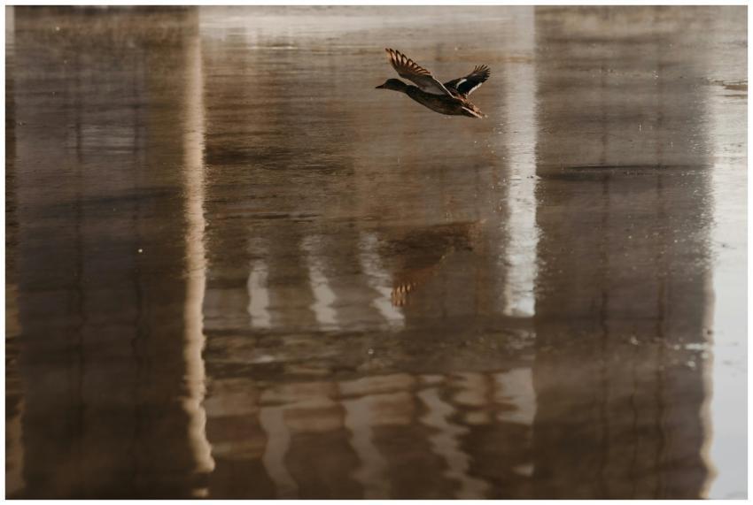 A wild duck elegantly glides over a serene lake wi
