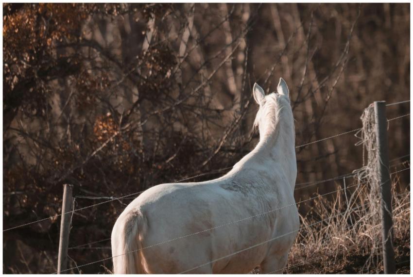 A serene white horse standing in a peaceful autumn
