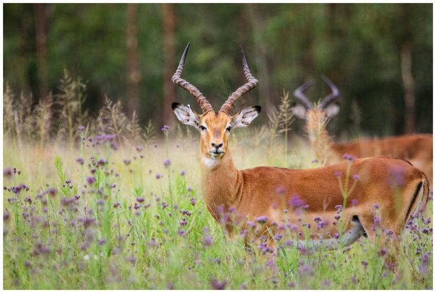 Elegant impala captured in a lush summer grassland