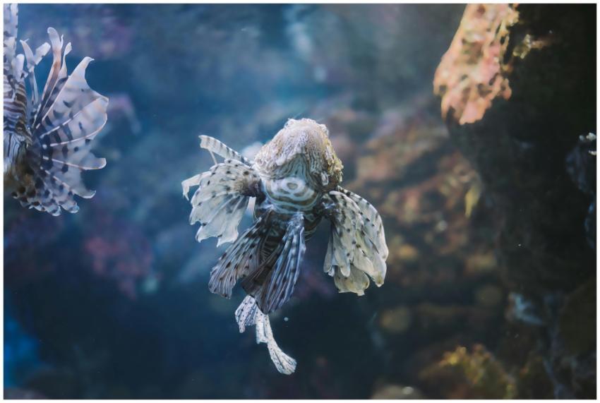 Close-up of a lionfish swimming gracefully in a co