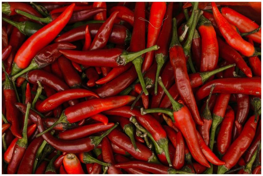 Close-up of vibrant red chili peppers showcasing t