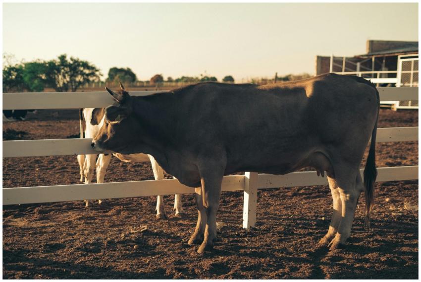 A peaceful scene of cattle grazing by a fence on a