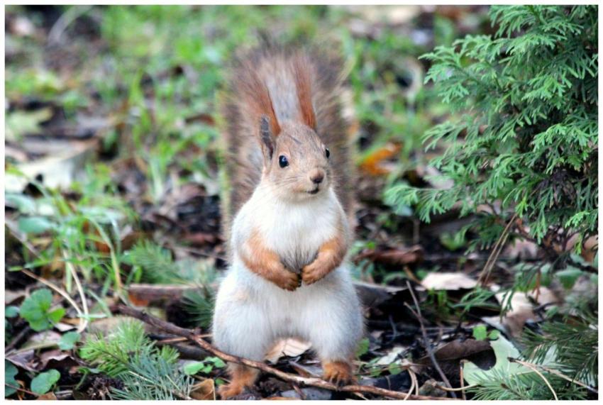 Close-up of a cute Eastern Red Squirrel standing i